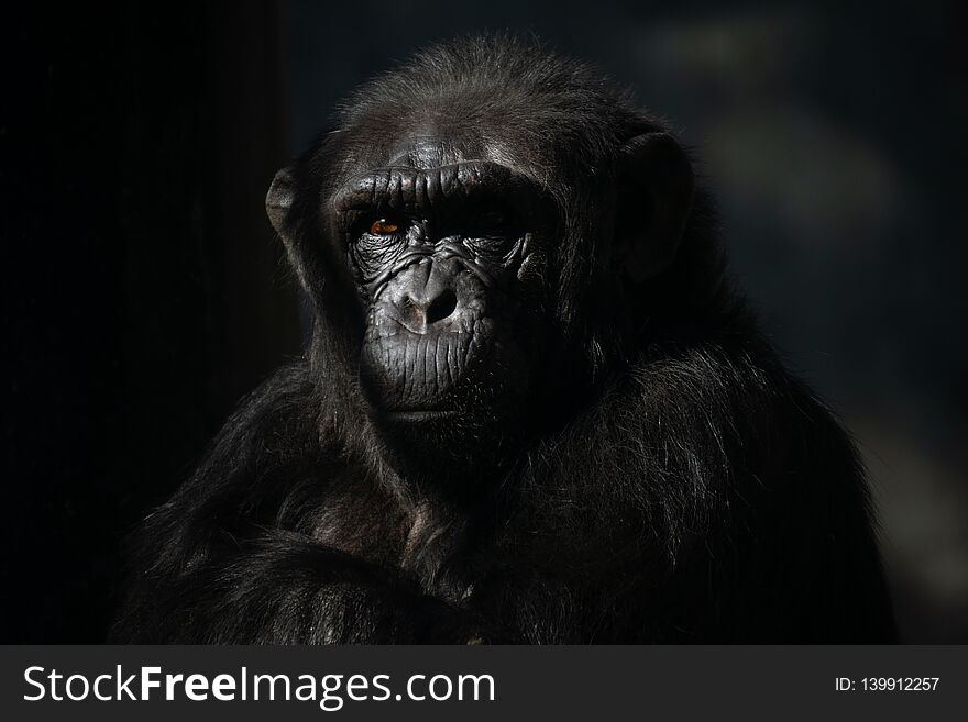 Dark portrait of a male of chimpanzee Pan troglodytes in captivity.