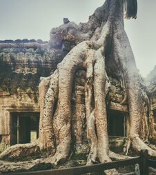 Ta Prohm Temple. Siem Reap. Cambodia Stock Photography
