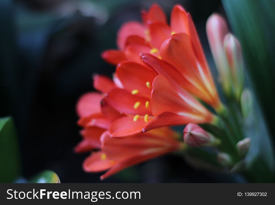 A photography of a beautiful and red flower in the forest. A photography of a beautiful and red flower in the forest.