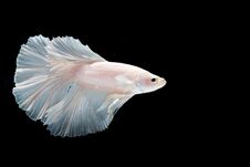 Closeup Beautiful Action Halfmoon Betta Fish On Black Background Stock Photography Closeup Beautiful Action Halfmoon Betta Fish On Black Background Stock Photography