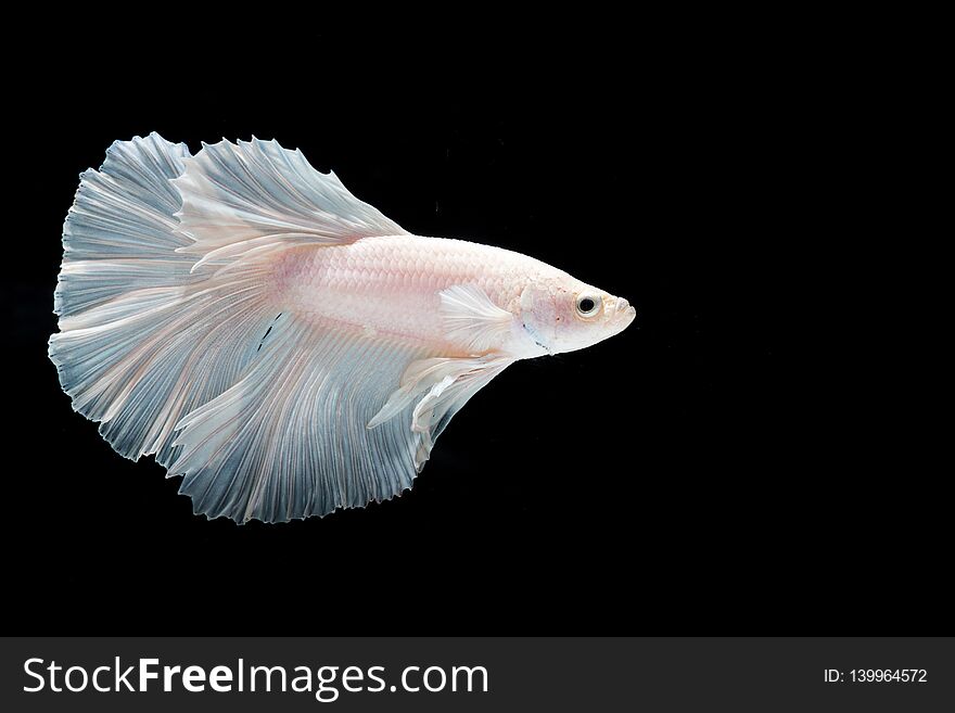 Closeup Beautiful action halfmoon betta fish,Betta Siamese fighting fish in thailand on black background. Closeup Beautiful action halfmoon betta fish,Betta Siamese fighting fish in thailand on black background