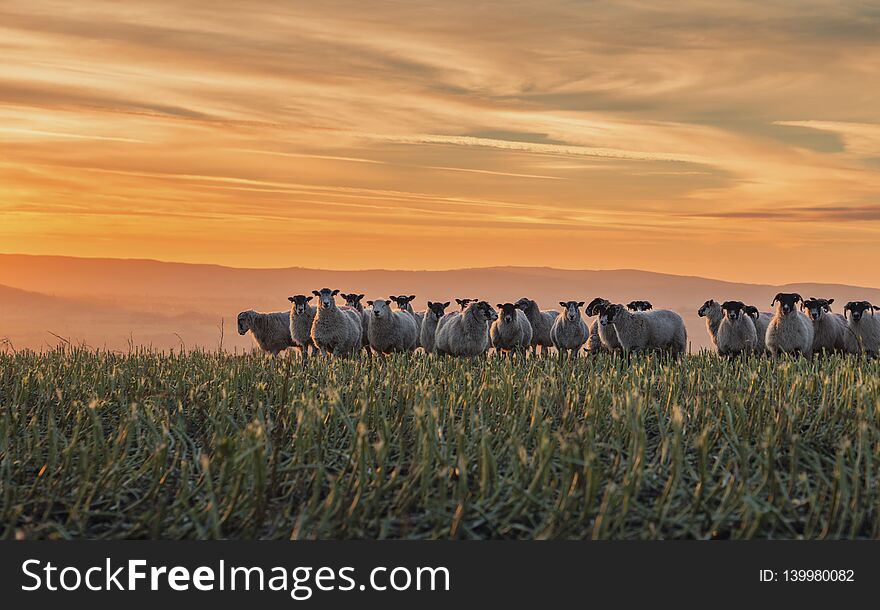 Herd Of Sheep At Sunset In Shropshire