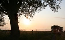 Tree Silhouettes Royalty Free Stock Images Tree Silhouettes Royalty Free Stock Images