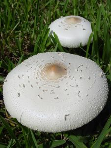 Free Pair Of Toadstools Stock Image - 141031