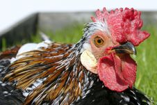 Rooster003 Stock Photos Rooster003 Stock Photos