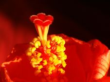 Blooming Hibiscus Stock Image Blooming Hibiscus Stock Image