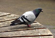 Pigeon Waiting Stock Photography Pigeon Waiting Stock Photography