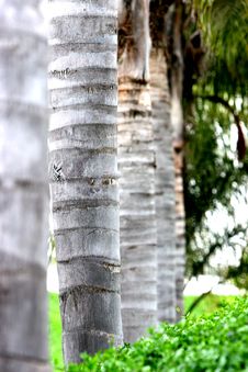 Palm Tree Trunks Stock Images Palm Tree Trunks Stock Images