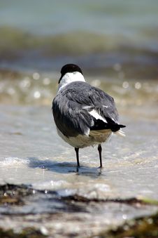 Seagull On Shore Royalty Free Stock Image Seagull On Shore Royalty Free Stock Image