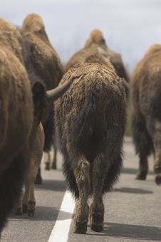 Bison Roadblock Stock Photography Bison Roadblock Stock Photography