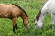 Mare And Colt Stock Photos