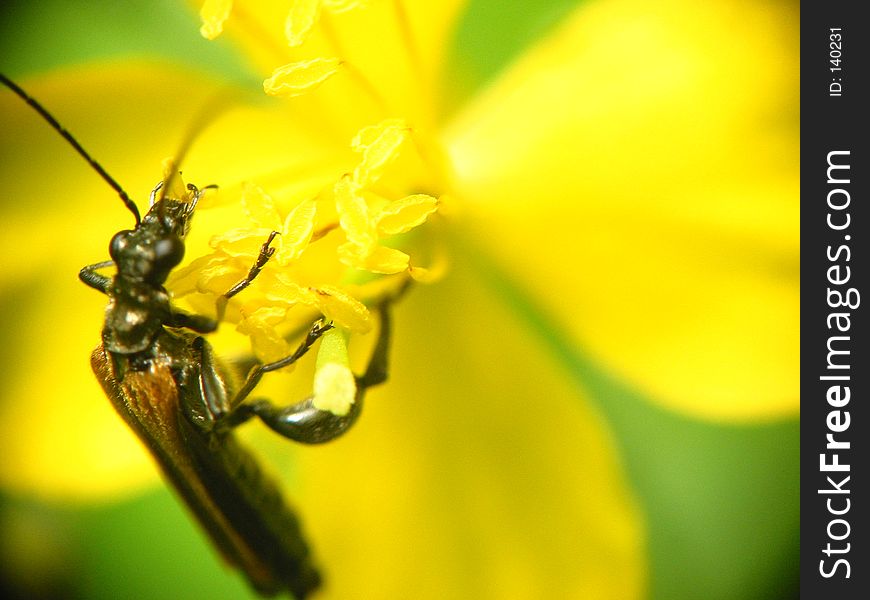 Macro shot of an insect on a flower. Macro shot of an insect on a flower