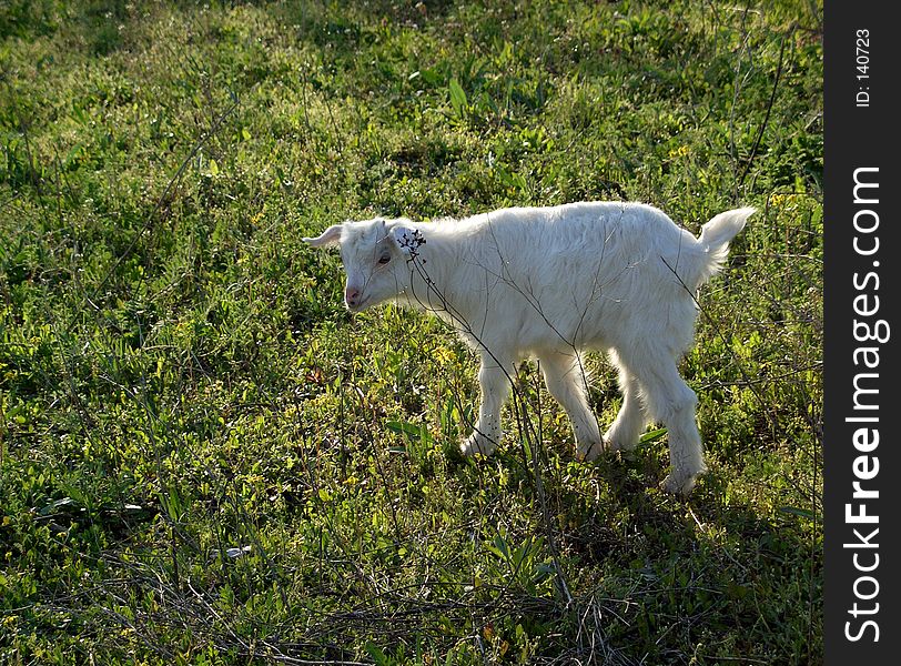 Here is a little goat in the grass. Here is a little goat in the grass.