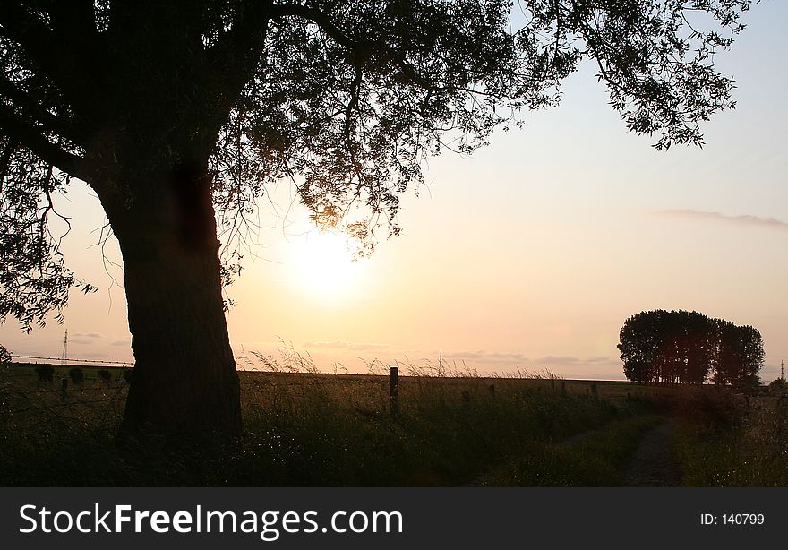 Silhouettes of trees in fiels. Silhouettes of trees in fiels