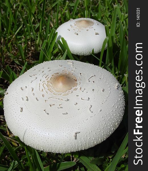 Pair Of Toadstools