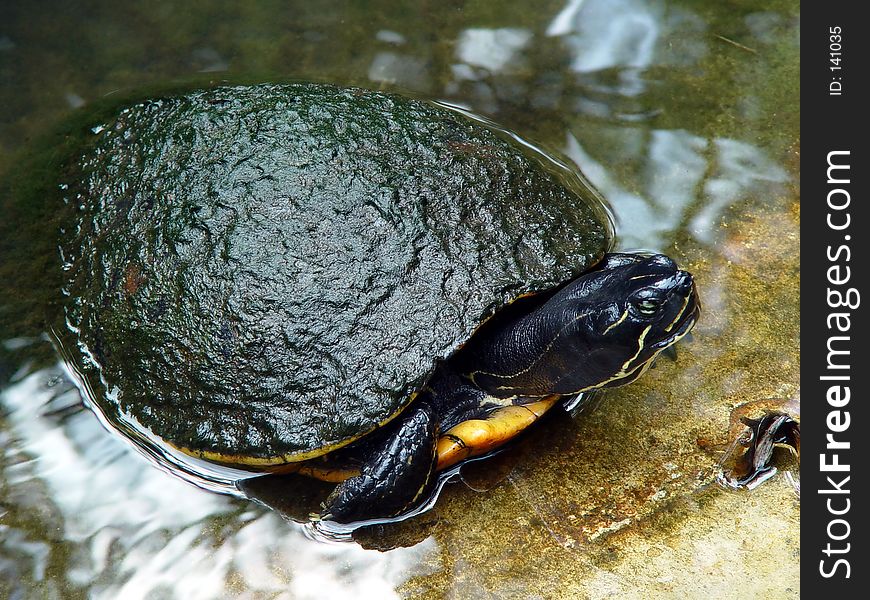 Mossy Turtle Takes a Dip