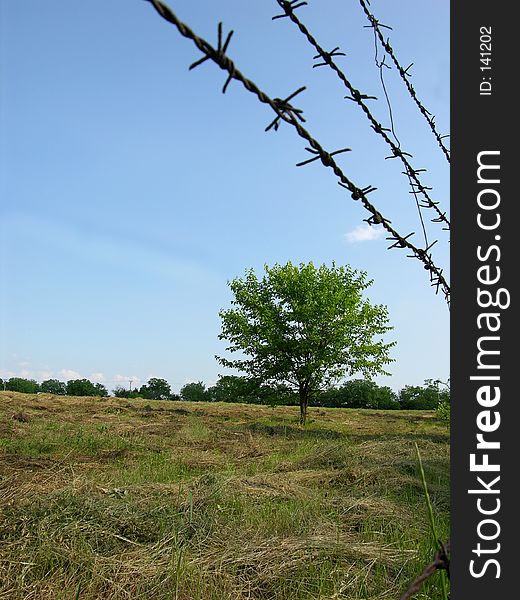 Lonely Tree And A Blue Sky