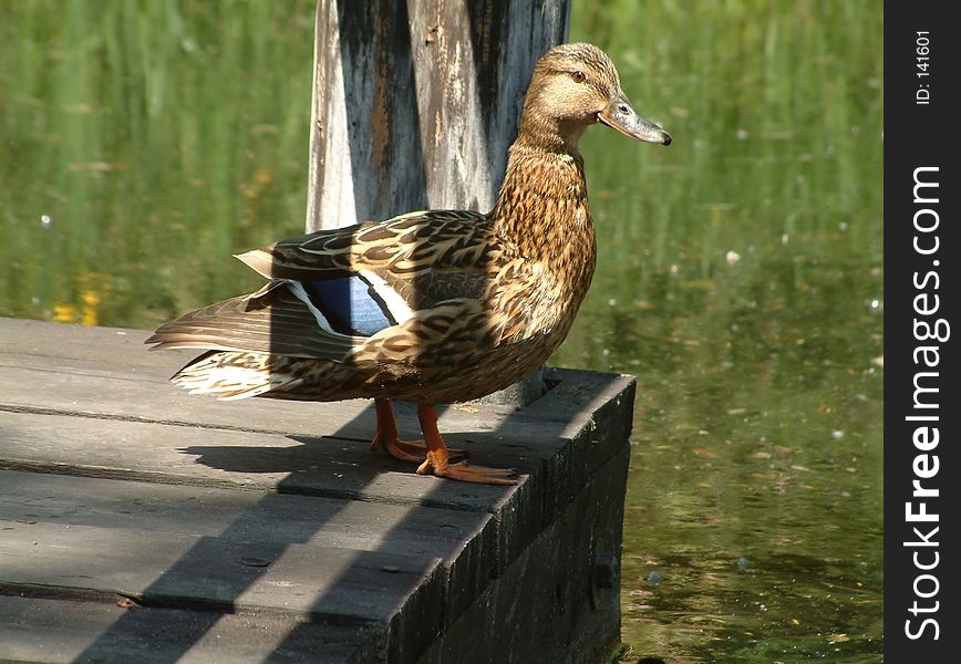 Female duck on a pier