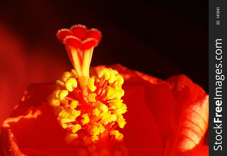 Closeup of a hibiscus flower on the morning of its full bloom. Closeup of a hibiscus flower on the morning of its full bloom