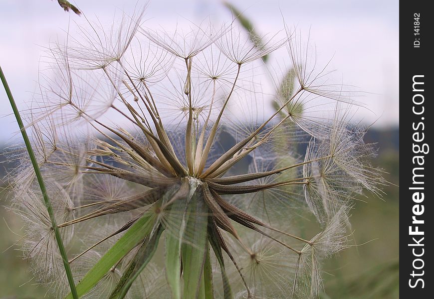 Dry dandelion after releasing most of its seeds