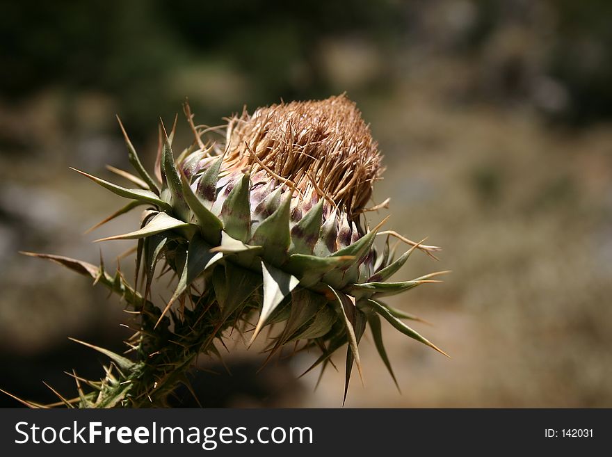 A seared / dried up thistle on Ctrete / Greece. A seared / dried up thistle on Ctrete / Greece