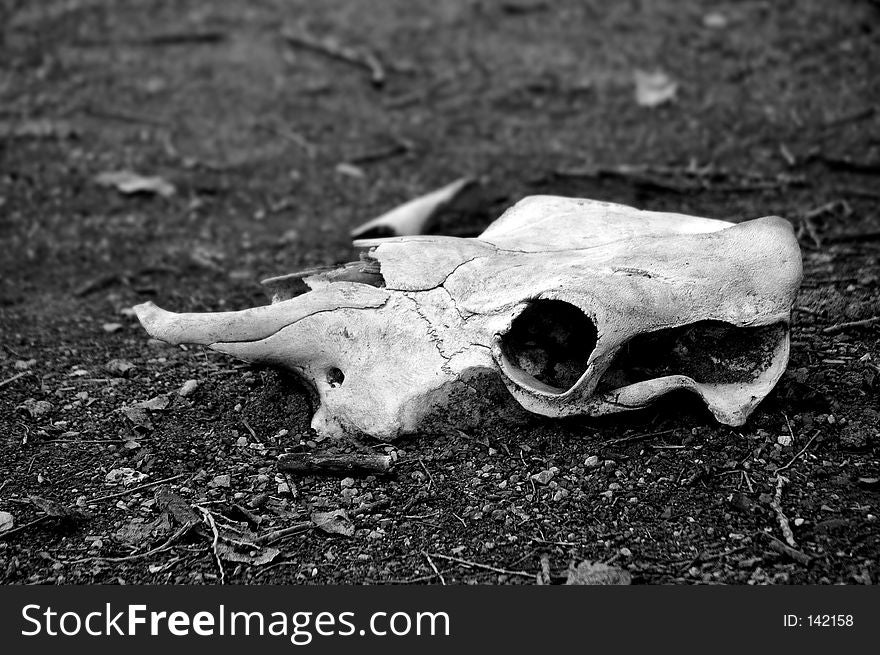 A bleached skull on textured ground presented in a contrasy black and white. A bleached skull on textured ground presented in a contrasy black and white.