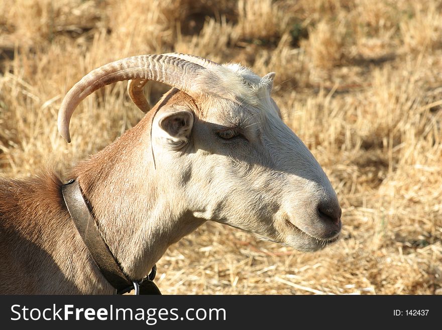 A curious goat / Crete / Greece. A curious goat / Crete / Greece