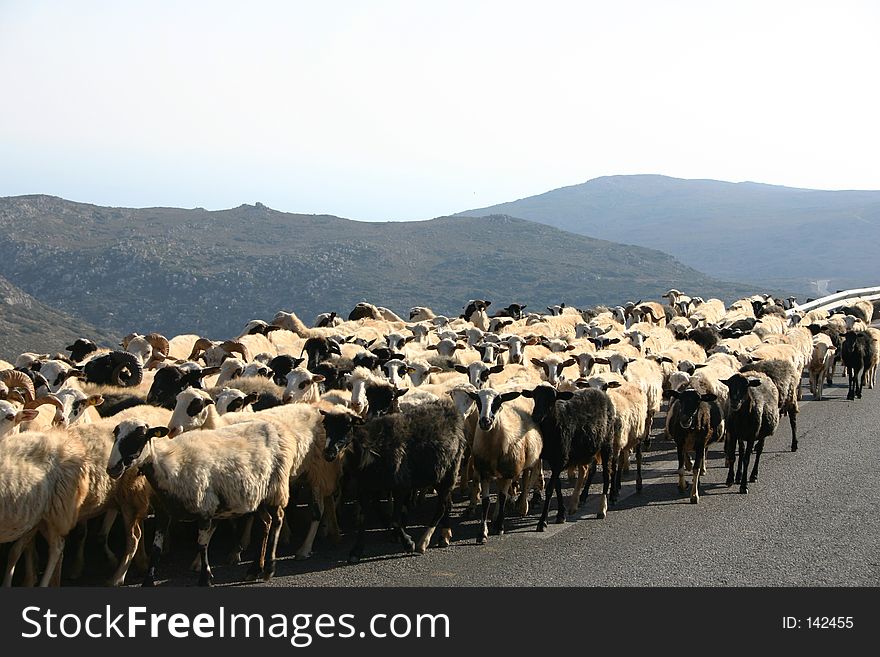 A sheep blockade on crete / greece. A sheep blockade on crete / greece