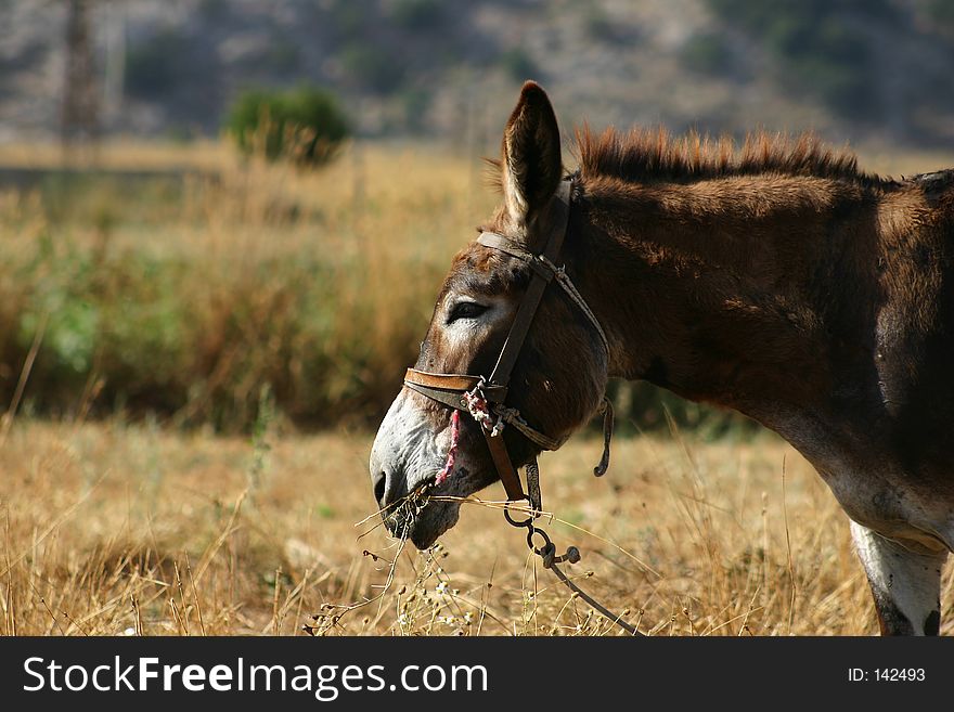 A portrait of a donkey / Lassithi highlands / Crete / Greece. A portrait of a donkey / Lassithi highlands / Crete / Greece.
