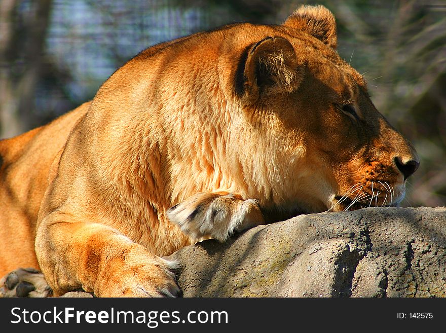 A resting lioness.