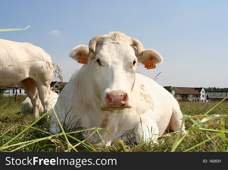 A cow laying down in a pasture