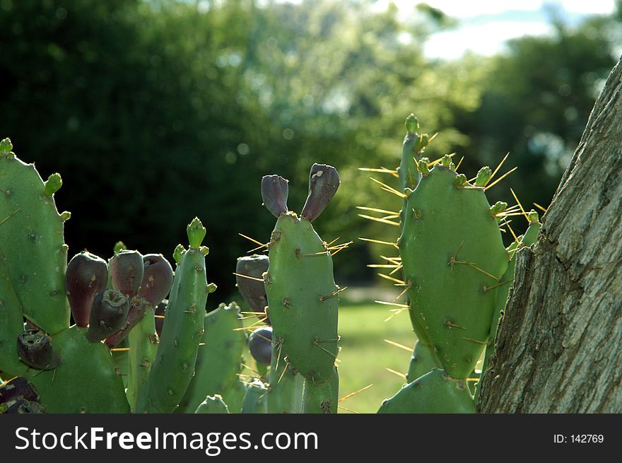 Cactus with fruit growing next to a tree. Cactus with fruit growing next to a tree.
