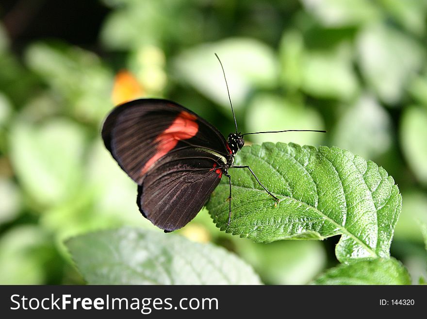 A butterfly / shot with Conon EOS 300D in the Butterflyhouse / Burggarten / Vienna / Austria