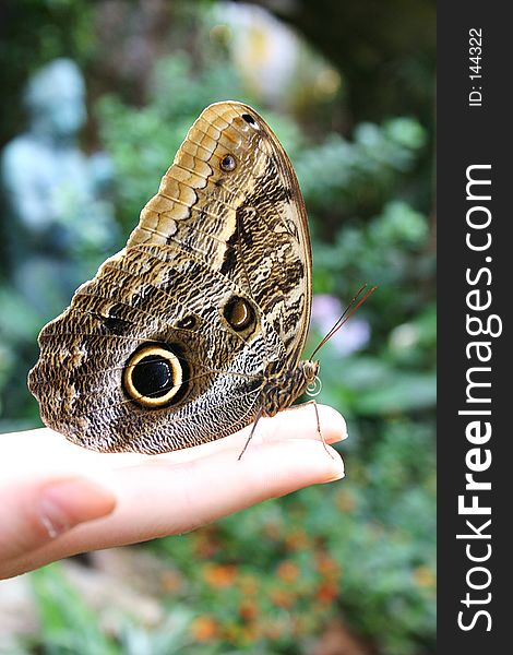 A butterfly / shot with Conon EOS 300D in the Butterflyhouse / Burggarten / Vienna / Austria