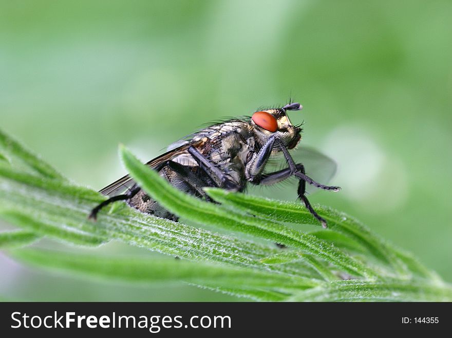 A closeup of a fly. A closeup of a fly