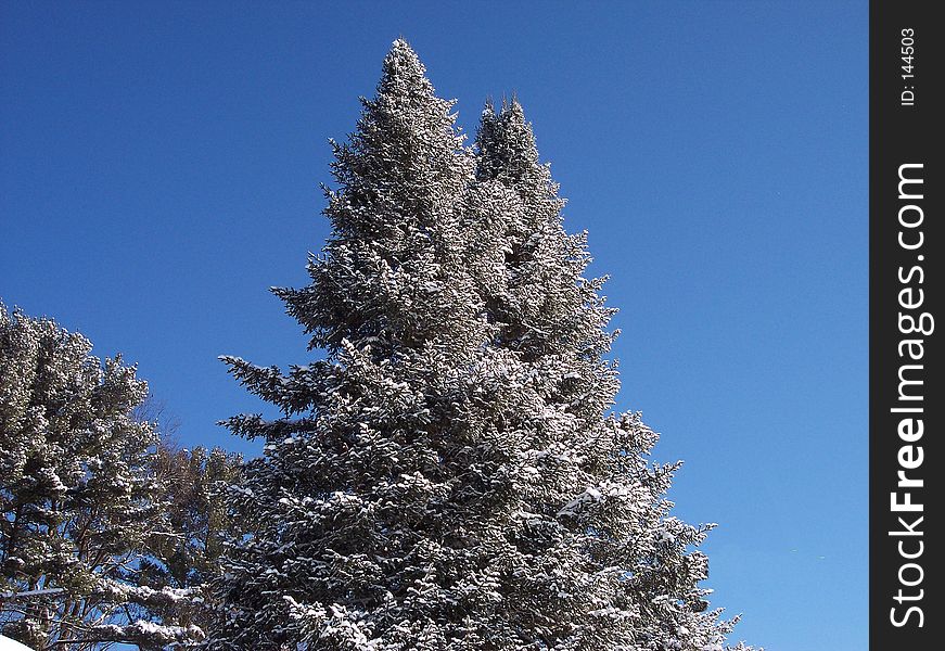 Snow tipped tree,with a blue sky,good for background,card,etc. Snow tipped tree,with a blue sky,good for background,card,etc..