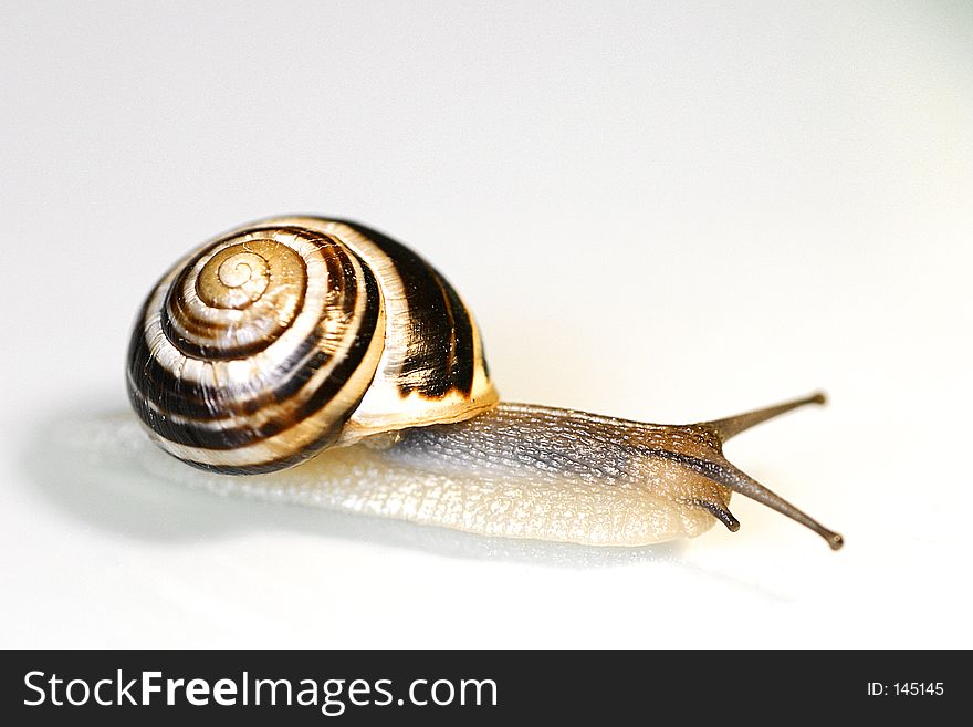 A snail on white background