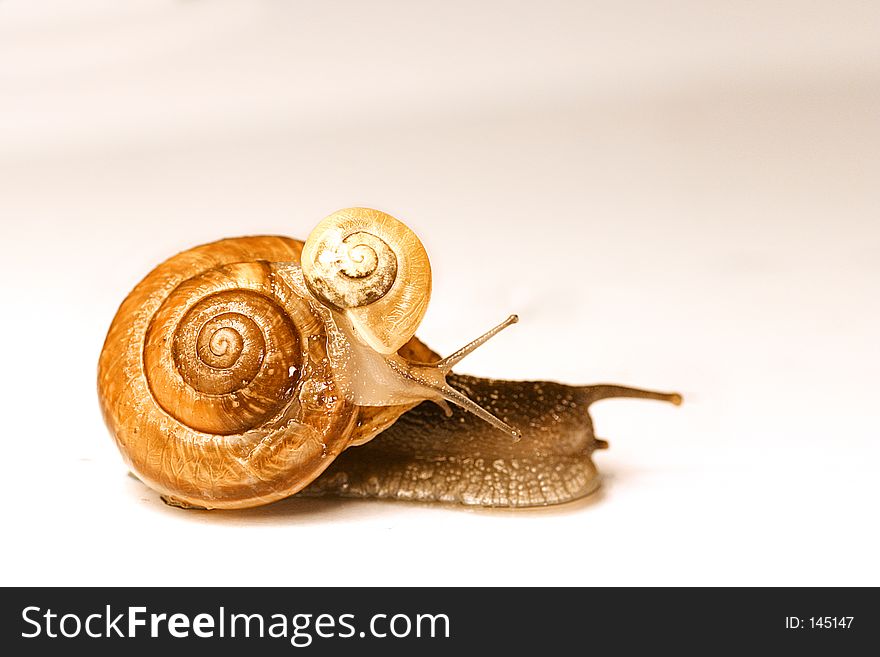 A mother and a baby snail on whitw background. A mother and a baby snail on whitw background