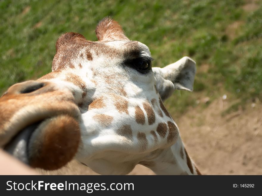 A friendly giraffe giving a lick!