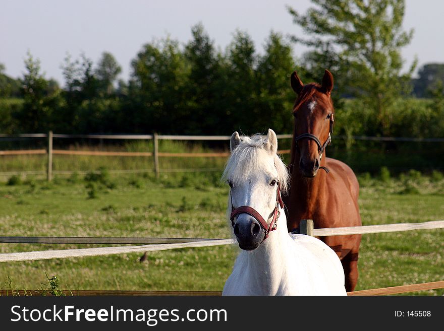 White pony and horse of 12 month old standing in ta meadow. White pony and horse of 12 month old standing in ta meadow
