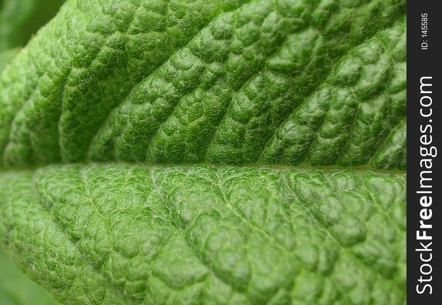 Leaf details showing the veins and texture