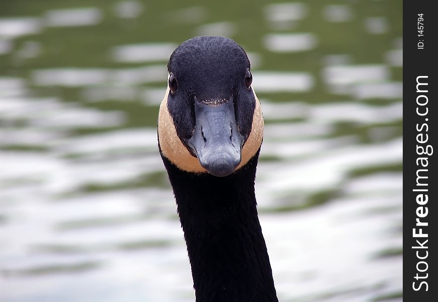 Long Necked Goose