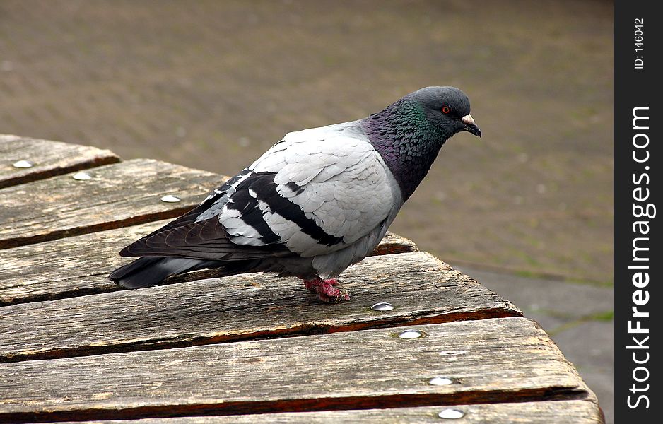 Pigeon waiting