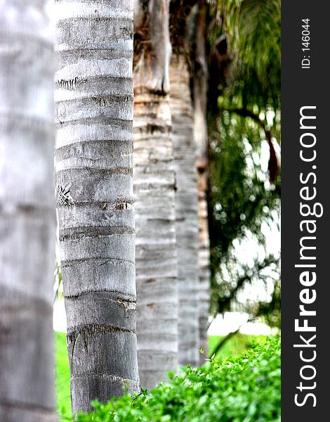 Five palm tree trunks in a row with green shrubs