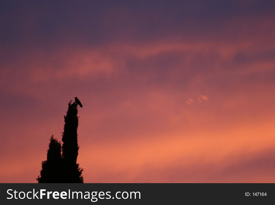 Pleasanton Bird on Tree during Sunset
