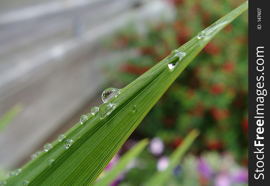 Water on leaf tips macro