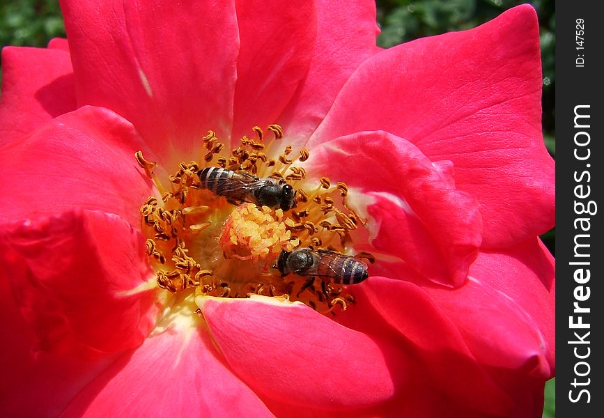 2 busy bees on a rose. 2 busy bees on a rose