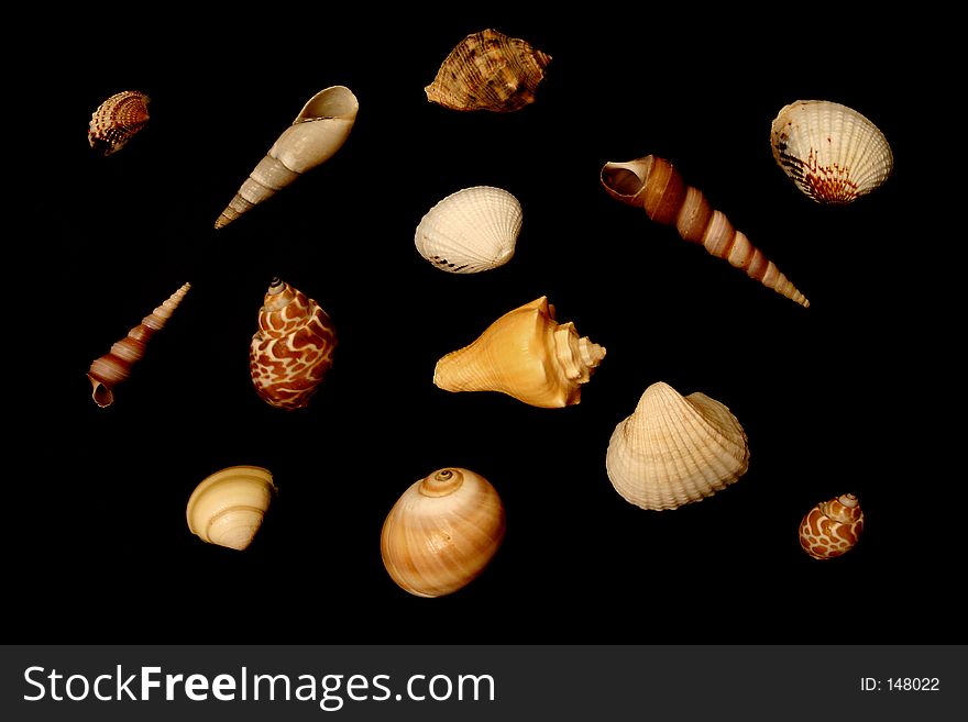 Assortment of isolated seashells
