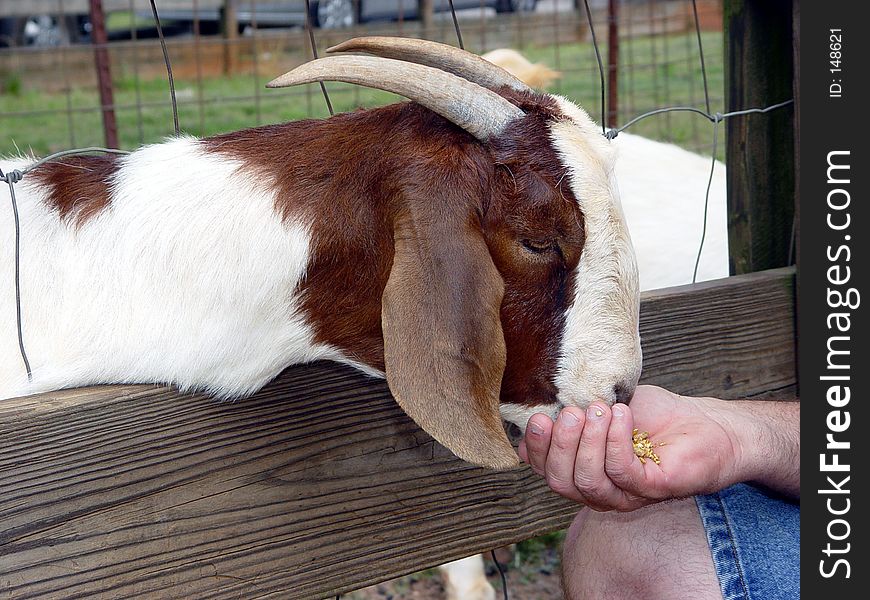 Hand feeding a goat grain