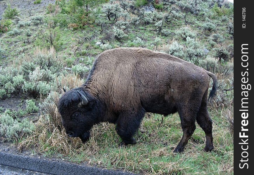 A large Bison at the side of the road in Yellowstone NP, WY. A large Bison at the side of the road in Yellowstone NP, WY.